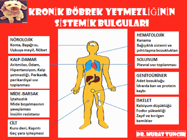 Bu görsel boş bir alt niteliğe sahip; dosya adı image-2.png